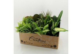 Kamerplanten mix + showdoos M-12 Mixplanten in showdoos
