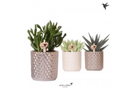 Succulenten mix Kolibri Greens Succulenten mix in Diamond pot pearl mi