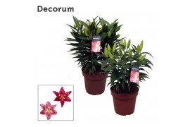 Lilium mix Lillium Or. Compact mix - 5pp5 tak/plnt 10 bl.