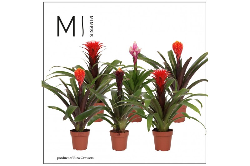 Guzmania mix Guzmania Rockyflower - 12cm | Mimesis 