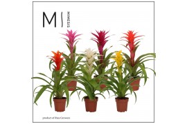 Guzmania mix Guzmania Suerte Cupcake - 12cm | Mimesis