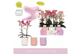 Phalaenopsis multiflora mix Aromio Mix 2 spike in Molise Mix Aquo20 bl