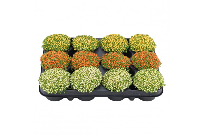 Nertera granadensis Nertera granadensis mix p8 