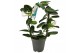 Stephanotis floribunda Stephanotis boog 1-2 tros p1212 per plant 