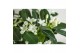 Stephanotis floribunda Stephanotis boog 1-2 tros p1212 per plant 