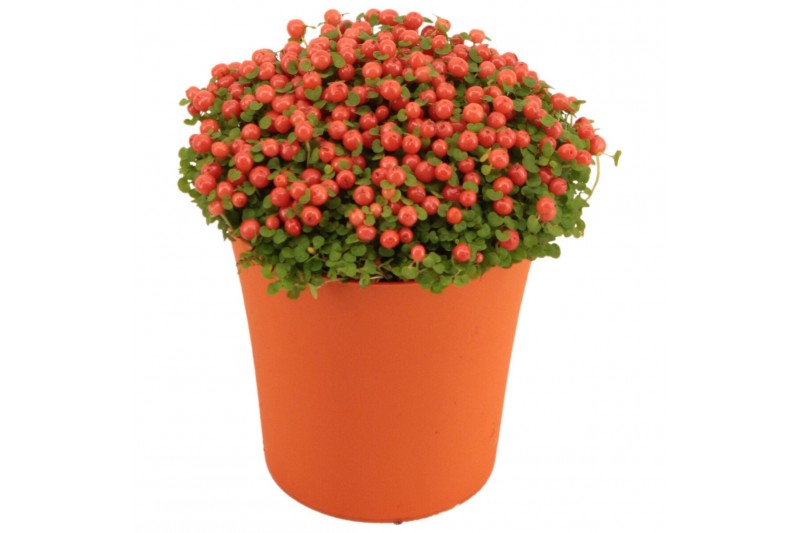 Nertera granadensis astrid Nertera Granadensis Astrid TGW oranje 