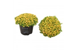 Nertera granadensis suzanne Nertera granadensis Suzanne p8