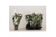 Stephanotis floribunda Stephanotis boog 9-10 tros p12per plant 