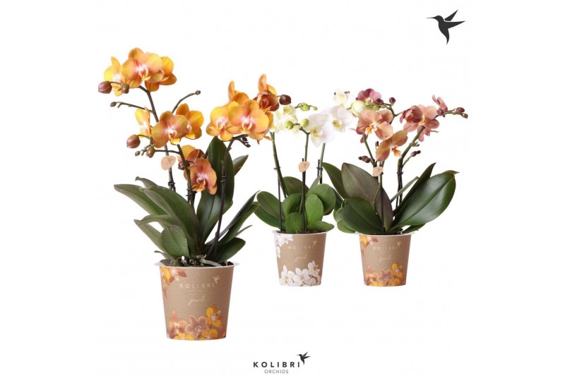 Phalaenopsis mix Kolibri Orchids Phalaenopsis Jewel mix 3spike24 bl. 3 