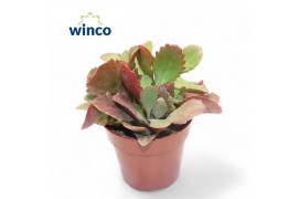 Kalanchoe Kalanchoe Rubineaoverig pp