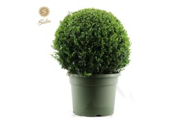 Buxus sempervirens Buxus semp. Ball Ø70cm P4570 cm diameter