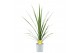 Cordyline peko Cordyline Australis Peko - 17cm1 pp 
