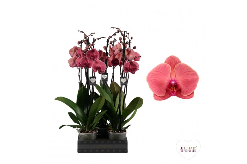 Phalaenopsis asian coral Phalaenopsis Asian Coral - 2 tak 70cm (Quattr 