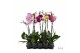 Phalaenopsis mix Phalaenopsis mix - 1 tak 80cm (Quattro)9 bl. 1 tak/pl 