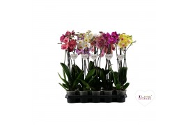Phalaenopsis mix Phalaenopsis mix - 2 tak 70cm (Quattro)16 bl. 2 tak/p