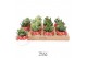 Arrangementen succulenten TRULY Crassula, mushroom1 pp 