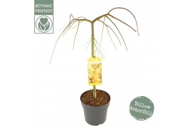 Acer palmatum Acer palm. Cascade Gold40 cm cm stam