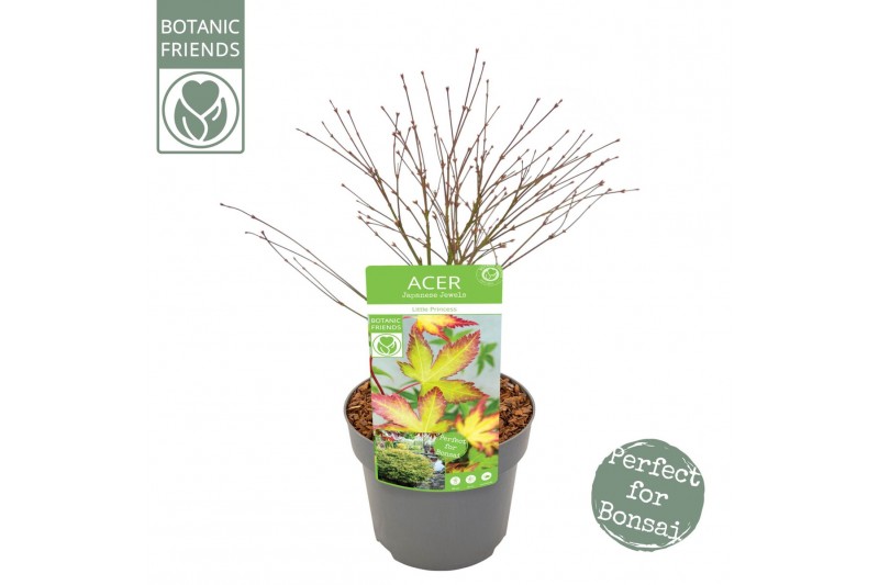 Acer palmatum little princess Acer palm. Little Princess 