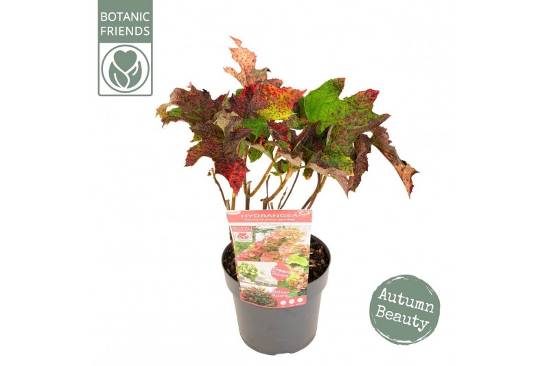 Hydrangea quercifolia Hydrangea que. Ruby Slippers ® 