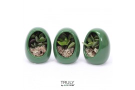 Arrangementen succulenten TRULY Crassula, Egg Green gold1 pp