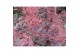 Cotinus coggygria Cotinus cog. Lilla ® 