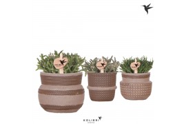 Rhipsalis mix Kolibri Greens Rhipsalis mix in Ethnic pot sand mix1 pp