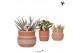 Succulenten mix Kolibri Greens Succulenten mix in Ethnic pot terracott 
