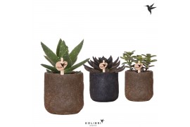 Succulenten mix Kolibri Greens Succulenten mix in Moon pot mix1 pp