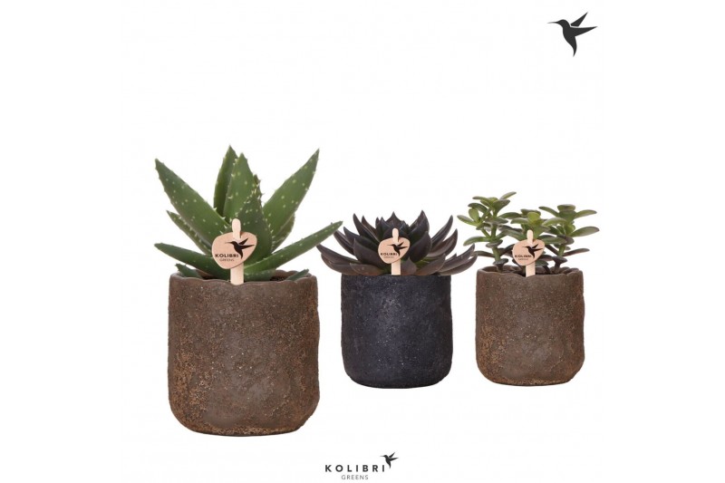 Succulenten mix Kolibri Greens Succulenten mix in Moon pot mix1 pp 