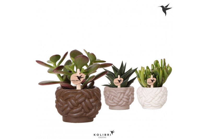 Succulenten mix Kolibri Greens Succulenten mix in Rope pot mix1 pp 