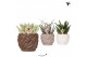 Succulenten mix Kolibri Greens Succulenten mix in Rope pot mix1 pp 