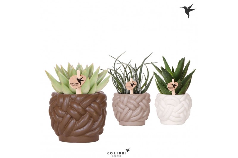 Succulenten mix Kolibri Greens Succulenten mix in Rope pot mix1 pp 