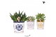 Succulenten mix Kolibri Greens Succulenten mix in Malaga pot mix1 pp 