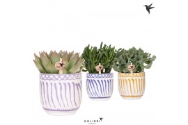 Succulenten mix Kolibri Greens Succulenten mix in Granada pot mix1 pp