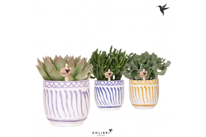 Succulenten mix Kolibri Greens Succulenten mix in Granada pot mix1 pp 