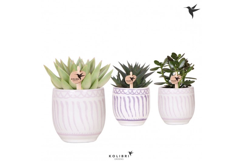 Succulenten mix Kolibri Greens Succulenten mix in Granada pot lila mix 