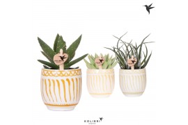 Succulenten mix Kolibri Greens Succulenten mix in Granada pot yellow m