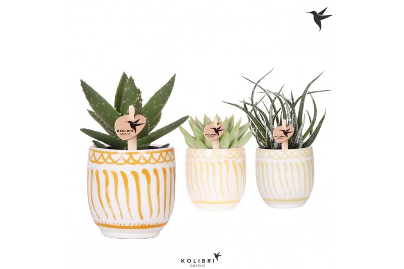 Succulenten mix Kolibri Greens Succulenten mix in Granada pot yellow m 