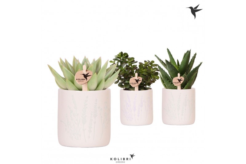 Succulenten mix Kolibri Greens Succulenten mix in Floral pot mix1 pp 