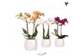 Phalaenopsis mix Kolibri Orchids Phalaenopsis mix 2 spike mix in Pearl