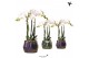 Phalaenopsis multiflora wit Kolibri Orchids Phalaenopsis white 3 spike 