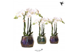 Phalaenopsis multiflora wit Kolibri Orchids Phalaenopsis white 3 spike
