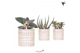 Succulenten mix Kolibri Greens Succulenten mix in Mozaiek pot1 pp