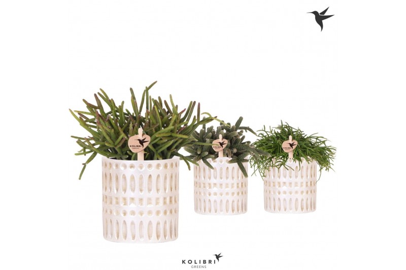 Rhipsalis mix Kolibri Greens Rhipsalis mix in Mozaiek pot1 pp 