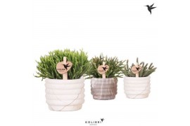 Rhipsalis mix Kolibri Greens Rhipsalis mix in Marble pot mix1 pp