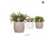 Rhipsalis mix Kolibri Greens Rhipsalis mix in Marble pot mix1 pp 