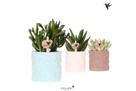 Succulenten mix Kolibri Greens Succulenten mix in Star Fish pot mix1 p