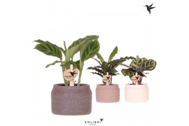 Calathea mix Kolibri Greens Calathea mix in Hieroglyph pot mix1 pp