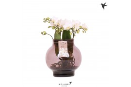 Phalaenopsis wit Kolibri Orchids Phalaenopsis Roots white in glas bowl