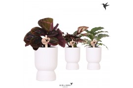 Calathea mix Kolibri Greens Calathea mix in Diabolo pot white1 pp